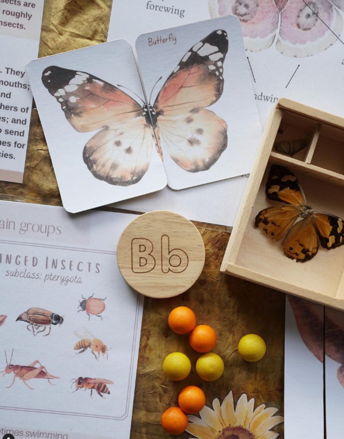 Mini Insect Unit - Nature Study - Etsy