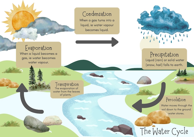 Puede incluir: Una ilustraci&oacute;n colorida que representa el ciclo del agua. La ilustraci&oacute;n muestra el sol, nubes, lluvia, un r&iacute;o, &aacute;rboles y rocas. El texto describe los procesos de evaporaci&oacute;n, transpiraci&oacute;n, condensaci&oacute;n, precipitaci&oacute;n y percolaci&oacute;n.