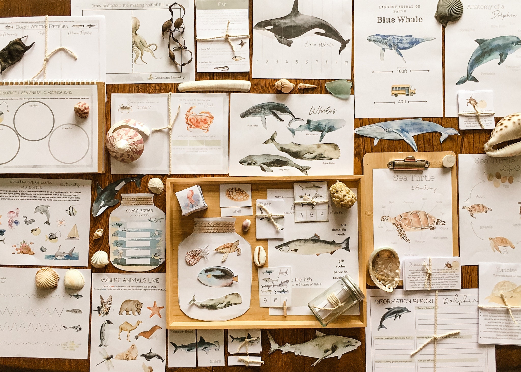 Mega pacote de animais marinhos - Pacote multi-idade