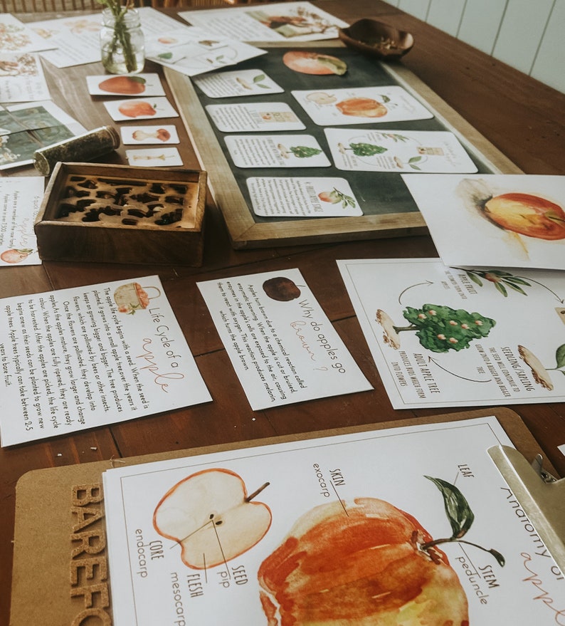 Pu&ograve; includere: Un set di schede educative sul ciclo di vita di una mela, con illustrazioni di un melo, un fiore, un seme e una mela matura. Le schede includono anche del testo che spiega le diverse fasi della crescita della mela.