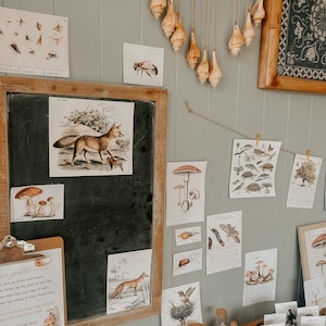 K&ouml;nnte beinhalten: Eine Sammlung von Vintage-Natur-Illustrationen, darunter ein Fuchs, Pilze, Insekten und V&ouml;gel, die an einer Wand mit einem Holzast und daran h&auml;ngenden Muscheln ausgestellt sind. Die Illustrationen sind auf Papier gedruckt und mit schwarzen und wei&szlig;en Rahmen versehen. Die Wand ist in einem hellen Gr&uuml;nton gestrichen. Die Illustrationen sind in einem zuf&auml;lligen Muster angeordnet, was eine skurrile und vielseitige Pr&auml;sentation ergibt.