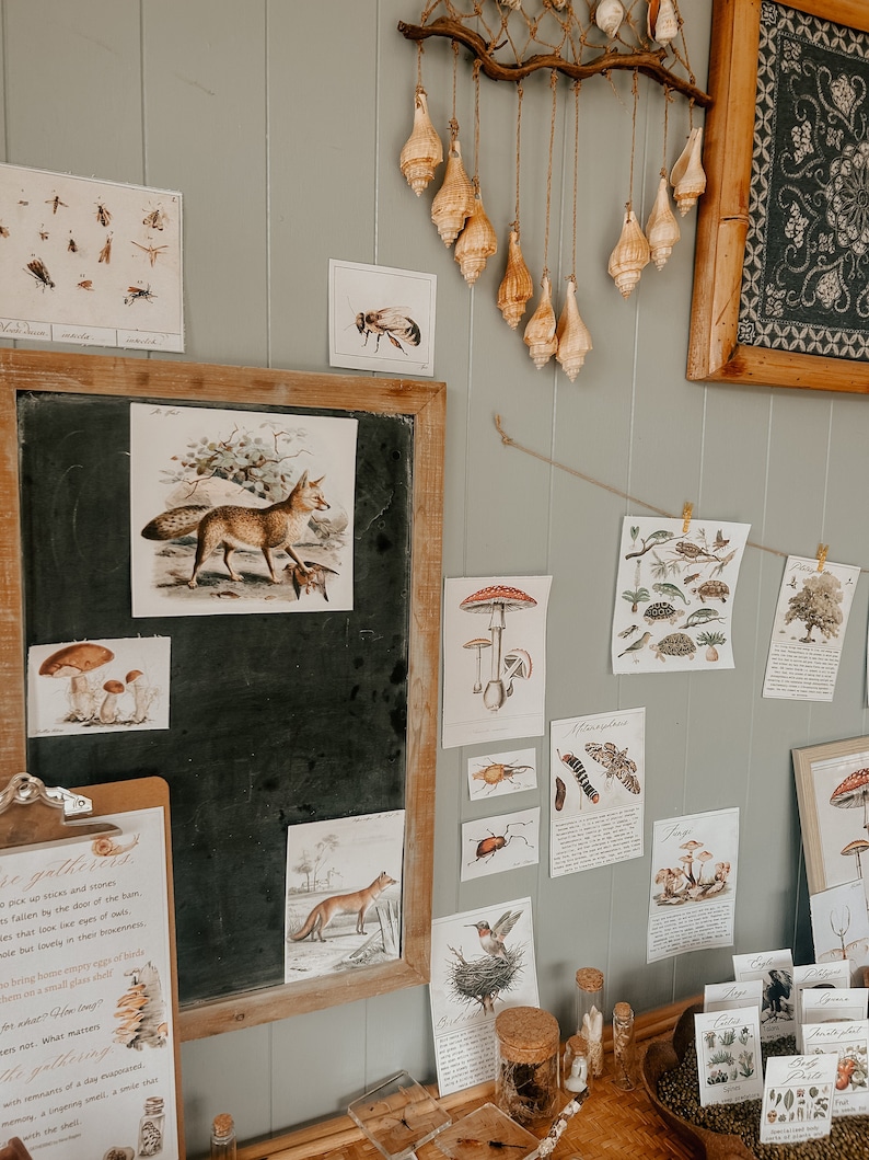 K&ouml;nnte beinhalten: Eine Sammlung von Vintage-Natur-Illustrationen, darunter ein Fuchs, Pilze, Insekten und V&ouml;gel, die an einer Wand mit einem Holzast und daran h&auml;ngenden Muscheln ausgestellt sind. Die Illustrationen sind auf Papier gedruckt und mit schwarzen und wei&szlig;en Rahmen versehen. Die Wand ist in einem hellen Gr&uuml;nton gestrichen. Die Illustrationen sind in einem zuf&auml;lligen Muster angeordnet, was eine skurrile und vielseitige Pr&auml;sentation ergibt.