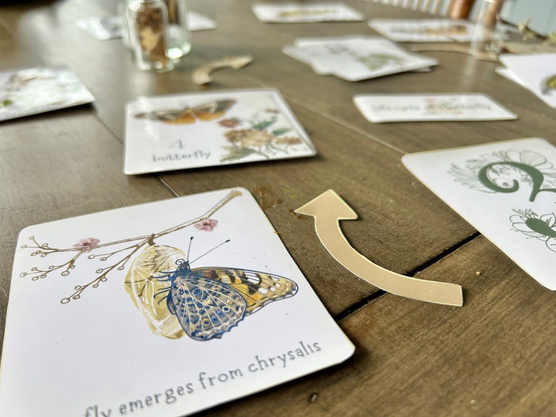 mini BUTTERFLY LIFE STAGE pack image 1
