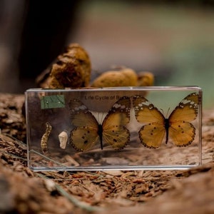 Life cycle of a butterfly