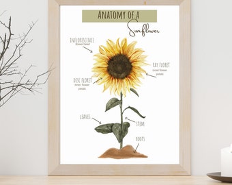 sunflower anatomy poster