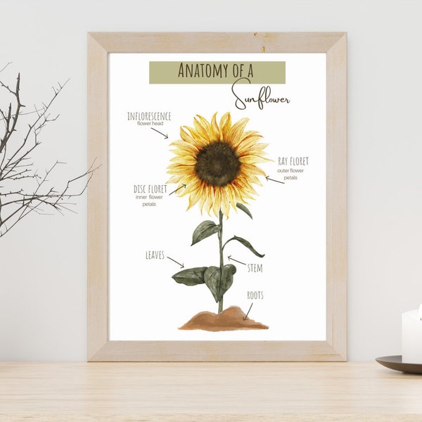 sunflower anatomy poster