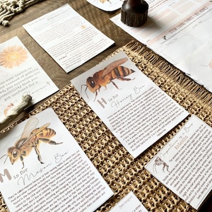 mini bee study flashcards