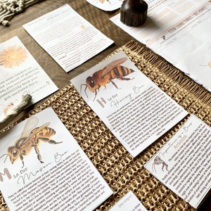 Mini tarjetas didácticas para estudiar abejas