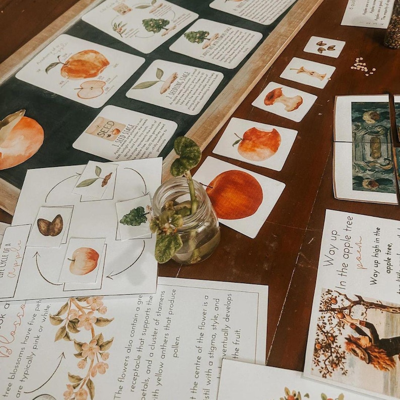 May include: Educational materials on a wooden surface. The image shows cards illustrating the life cycle of an apple, with drawings of seeds, blossoms, and fruit. A small glass jar with greenery is also present.