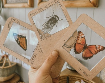 DIY specimen slides- wildschool - reggio emillia