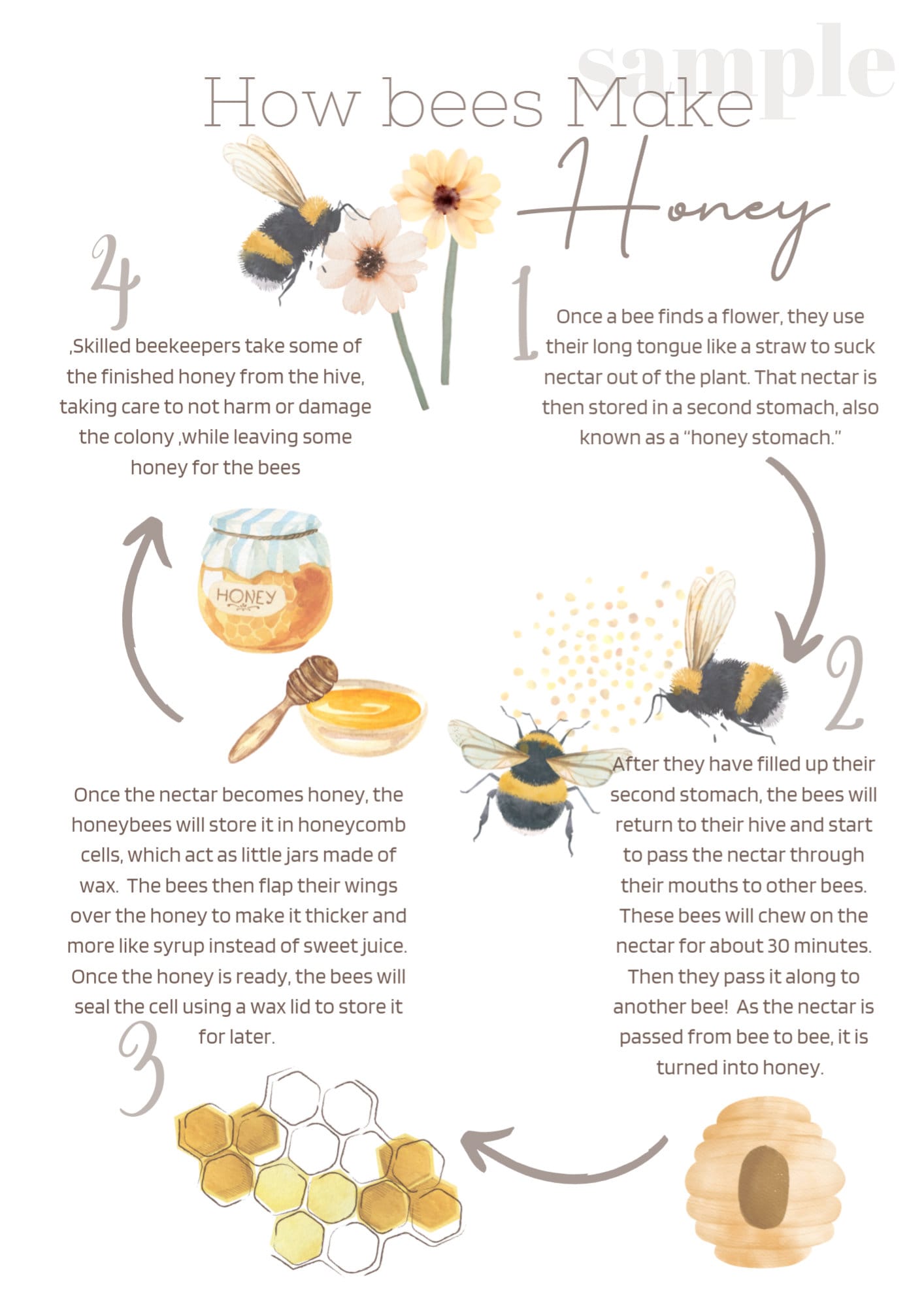 How Bees Make Honey BEE STUDY Printable - Etsy