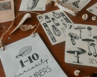 wildschool CURIOSITY NUMBERS 1-10 flashcard + bunting , holistic learning , reggio inspired,nature school
