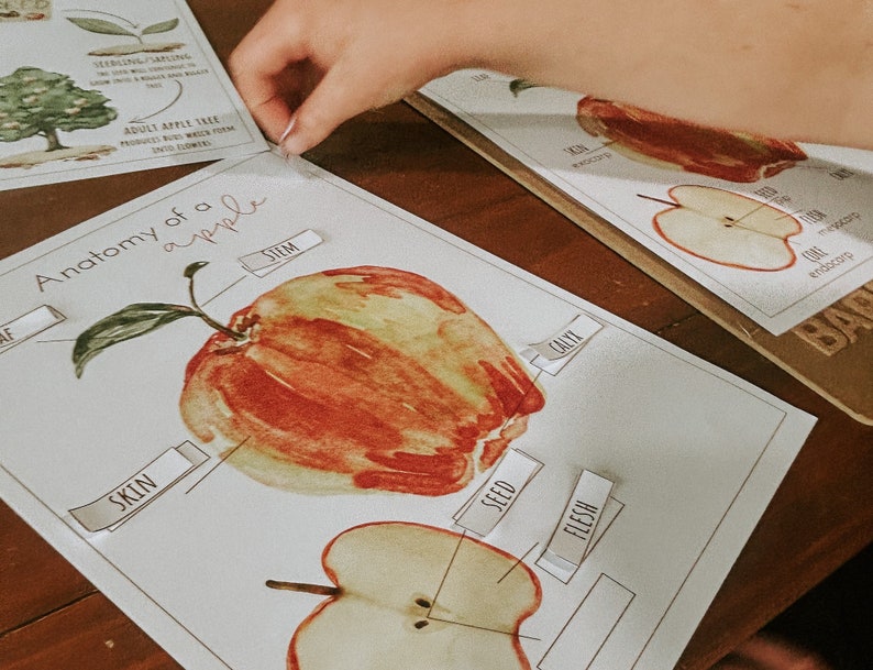 Pu&ograve; includere: Un grafico stampabile dell'anatomia di una mela con etichette per il gambo, la buccia, il seme, la polpa e il calice. Il grafico presenta un'illustrazione ad acquerello di una mela rossa.