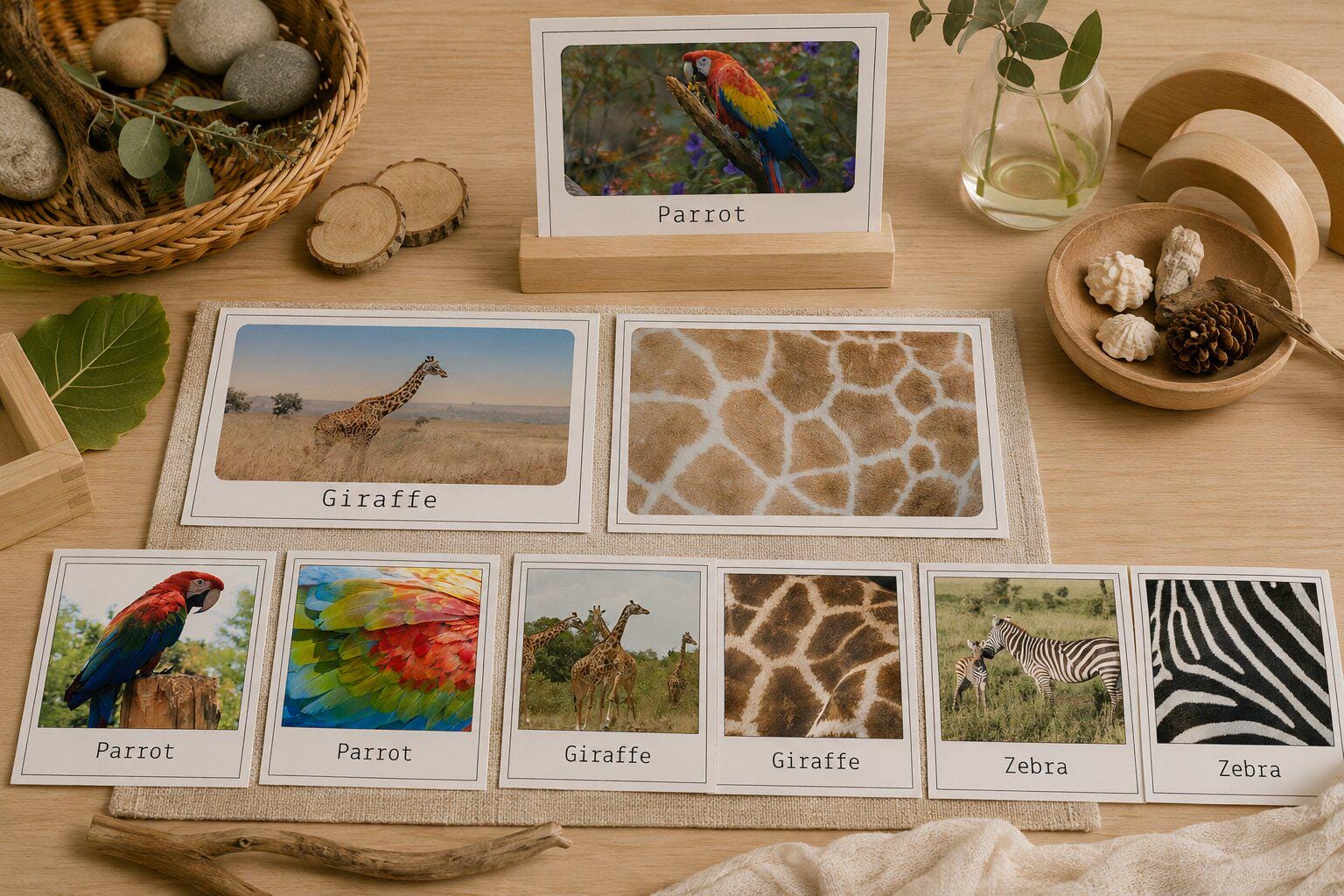 Animals and Their Pattern Flashcards -REGGIO INSPIRED - Etsy Australia