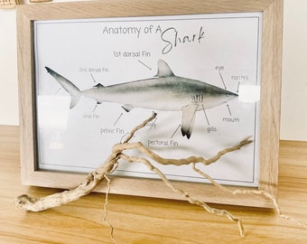 A4 shark anatomy POSTER