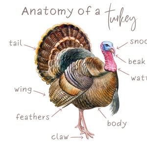 ANATOMÍA DEL TURQUÍA Tarjetas de vocabulario de 2 partes más póster