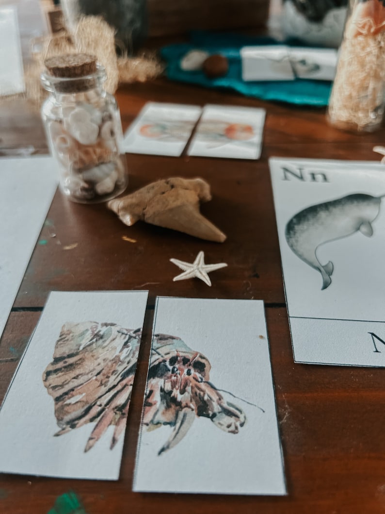 May include: Two watercolor illustrations of hermit crabs on white card stock. The illustrations are part of a set of alphabet cards. The letter "N" is visible on a separate card in the background.