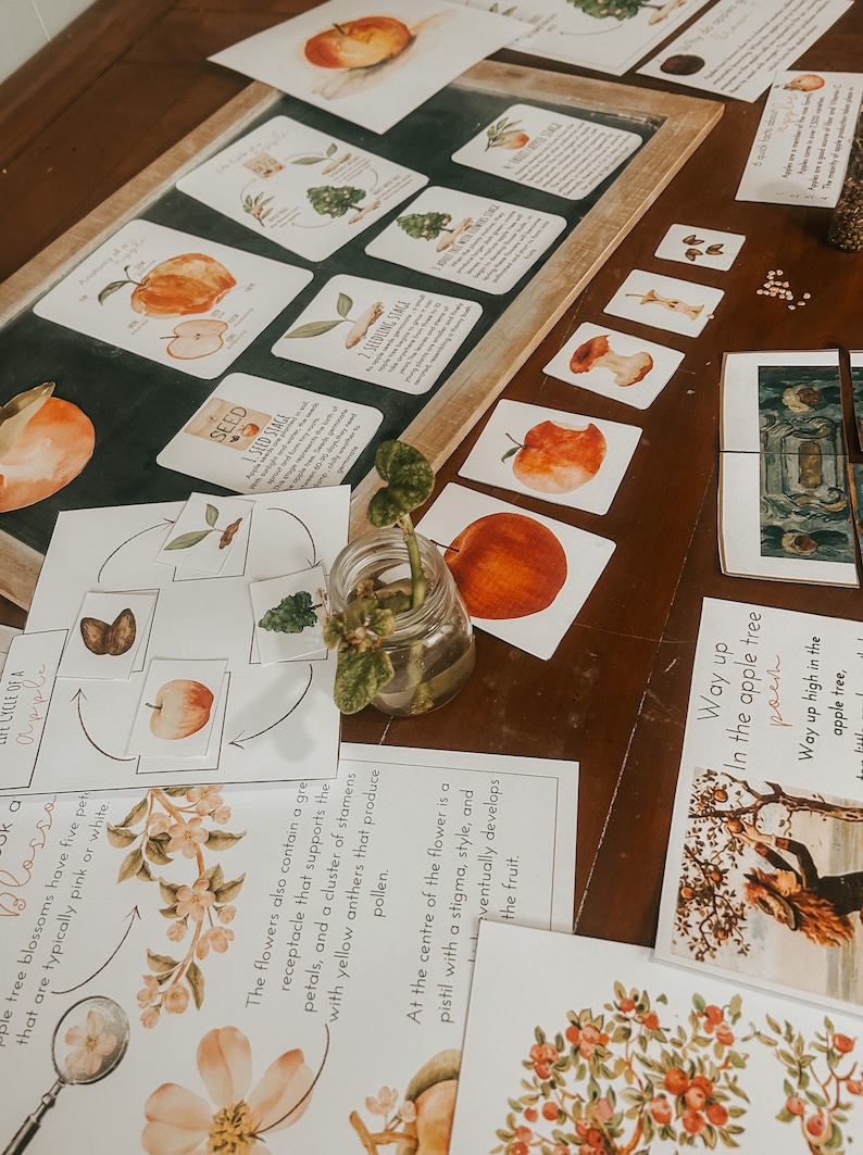 Pu&ograve; includere: Un set di flashcard educative che illustrano il ciclo di vita di una mela. Le carte presentano illustrazioni di un seme di mela, una piantina, un albero con fiori, una mela e una mela tagliata. Le carte includono anche del testo che descrive ogni fase del ciclo di vita.