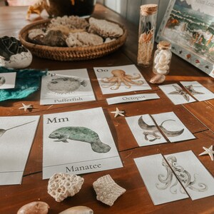 May include: A set of educational flashcards featuring various sea creatures, including a pufferfish, octopus, manatee, and a narwhal. The cards are white with black lettering and colorful illustrations. The cards are arranged on a wooden table with seashells and starfish scattered around.