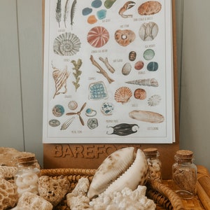 Puede incluir: Un primer plano de una cesta de mimbre llena de conchas marinas, coral y pequeños frascos de vidrio. La cesta está delante de un póster con ilustraciones de diferentes objetos relacionados con el mar, incluyendo conchas, vidrio de mar y erizos de mar. El póster tiene el texto "collection" en la parte superior.