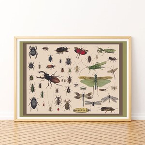 2x Vintage Insect Posters for Your Nature Shelf Display Classroom ...