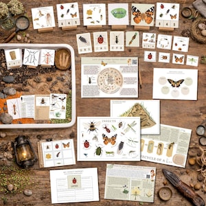 Puede incluir: Un conjunto de materiales educativos con temática de insectos, que incluyen tarjetas con ilustraciones de insectos, gráficos y un formulario de informe. Los artículos están dispuestos sobre una superficie de madera, con una lupa y una linterna.