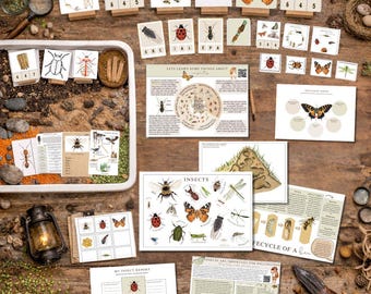 Insect unit study | nature school |Summer study