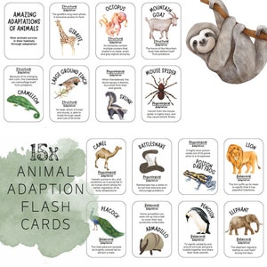 Tarjetas didácticas sobre la adaptación animal