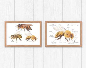 3 x BEE posters | homeschool |classroom |room decor|