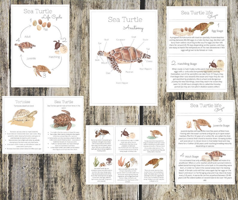 SEA TURTLE mini unit printable pack-Charlotte mason inspired image 2