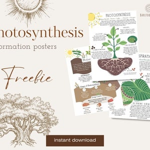 3 Informationsplakate zur Photosynthese