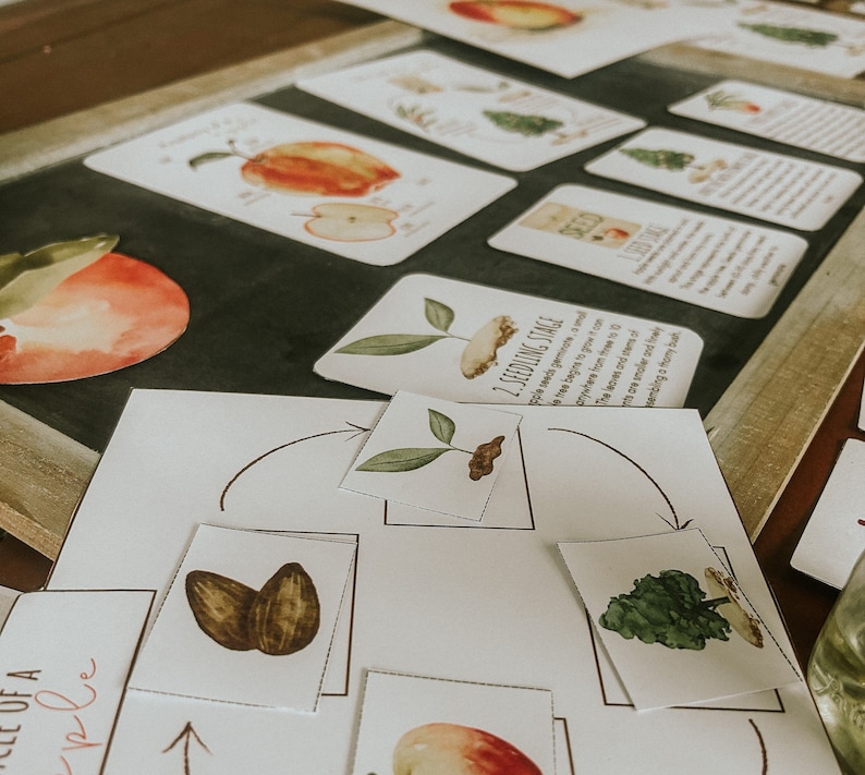 Pu&ograve; includere: Un foglio di lavoro stampabile bianco con illustrazioni di un seme di mela, una piantina e un albero. Il foglio di lavoro include il testo "2. Fase di piantina" e "Il seme di mela germina, pu&ograve; impiegare tre settimane per crescere da un seme."