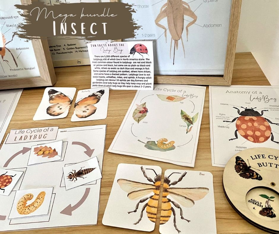 Mechline Insect Unit Mini Insect Unit - Nature Study - Etsy