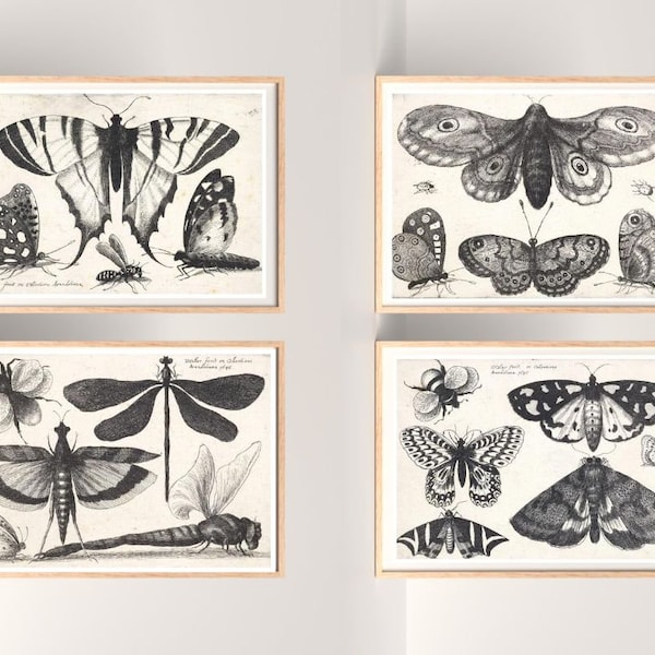 4 vintage INSECT posters - NATURE classroom