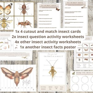 Mini insect unit nature study image 9