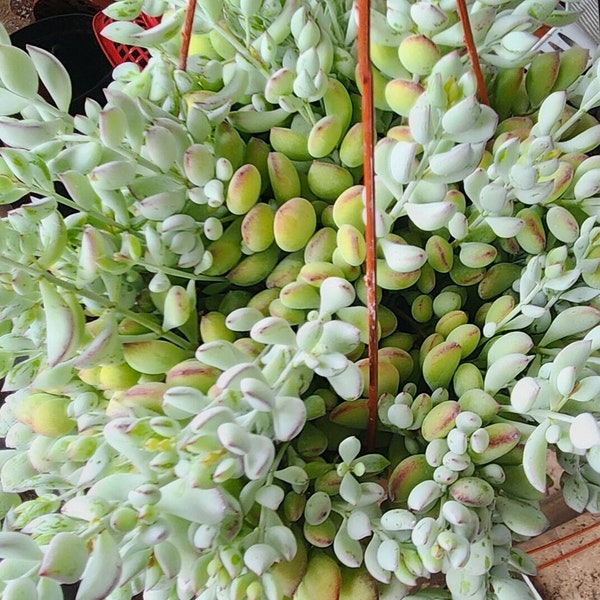 Rare Cotyledon Pendens Cliff Hanger Succulent Trailing Succulent Live Plant Ships in 6 inch pot