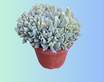 Rare Live Crested Echeveria Topsy Turvy Succulent Plant Echeveria Runyonii Topsy Turvy Crested Rare Crested Topsy Turvy Succulent Plant Gift