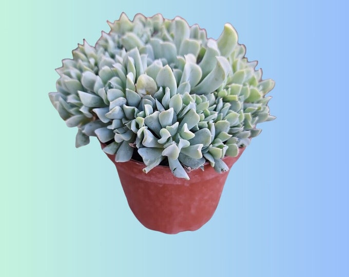 Rare Live Crested Echeveria Topsy Turvy Succulent Plant Echeveria Runyonii Topsy Turvy Crested Rare Crested Topsy Turvy Succulent Plant Gift