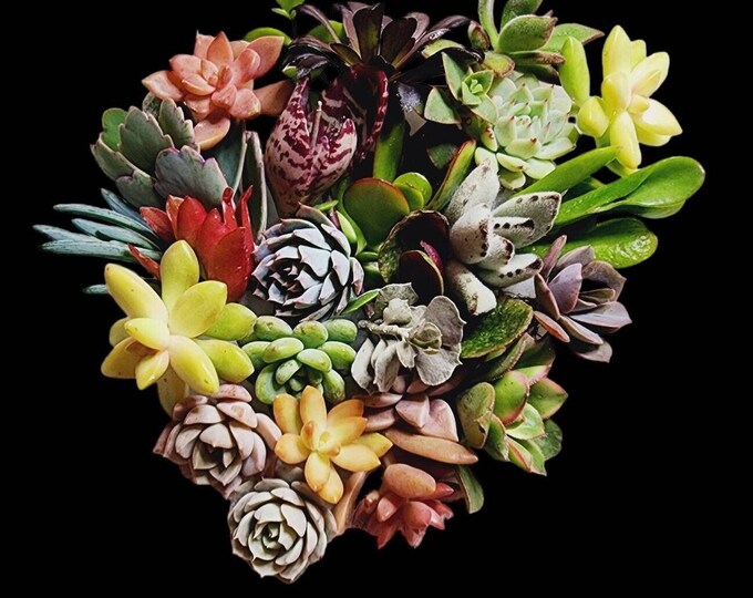 20 Succulent Cuttings Assorted Varieties for DIY Terrariums Live Plant Gift Easy Care Houseplant Decor Propagation Kit Beginner Garden