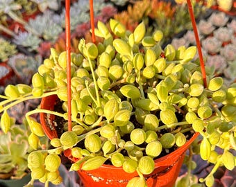 String of Watermelon Succulent – Rare Curio herreanus Hanging Plant for Indoor or Outdoor Decor