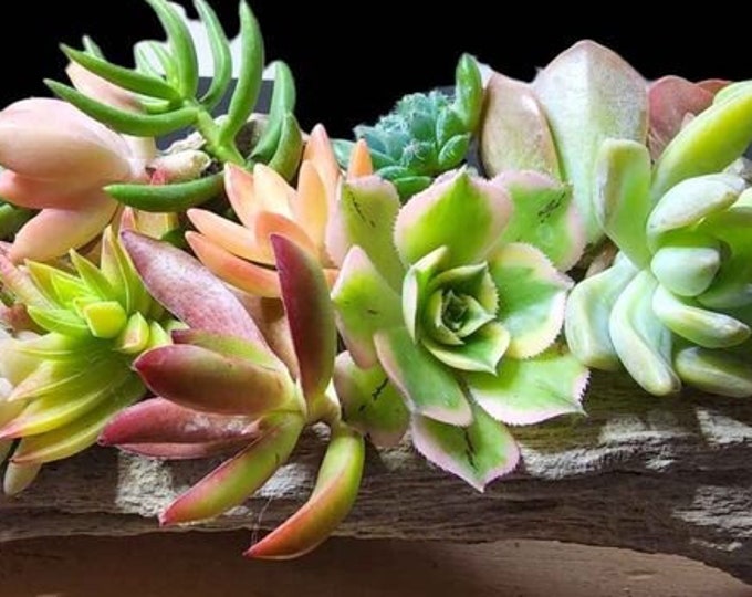 20 Mini Succulent Cuttings Starter Kit DIY Garden Gift Colorful Rare Variety Easy Care Propagation Pack for Beginner Plant Lovers