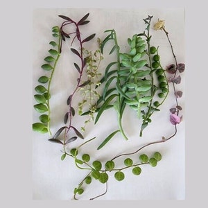 Assorted String Cuttings for Propagation Rare Hanging Plant Stringof Exotic Succulent Houseplants Live Homedecor Wall Art Gift for Beginners