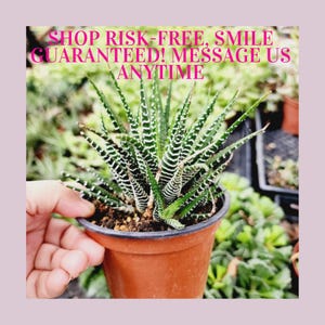 Haworthia Fasciata Zebra Plant – Easy Care Succulent, Low Maintenance Indoor Desk Plant, Air-Purifying Houseplant Gift