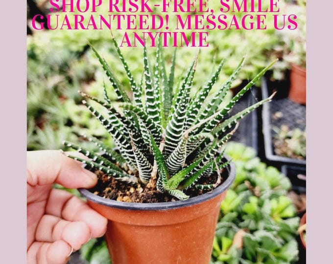 Haworthia Fasciata Zebra Plant – Easy Care Succulent, Low Maintenance Indoor Desk Plant, Air-Purifying Houseplant Gift