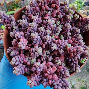 Purple Corsican Stonecrop Succulent Gift Rare Ground Cover Plant Hardy Outdoor Sedum Live Fairy Garden Decor Low Maintenance Mini Succulent