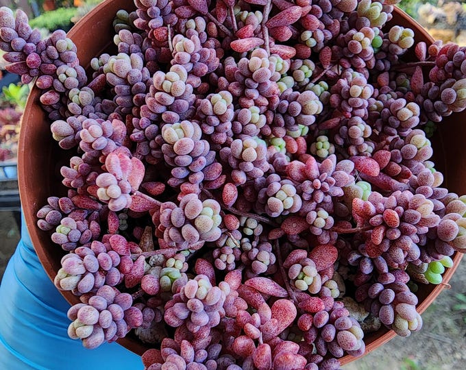 Rare Corsican Stonecrop Sedum Dasyphyllum Minor Live Succulent Ground Cover Plant Fairy Garden Decor Drought Tolerant Potted Gift