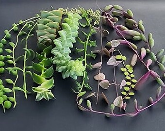 garden seeds sale Ultimate Medicinal Herb Collection