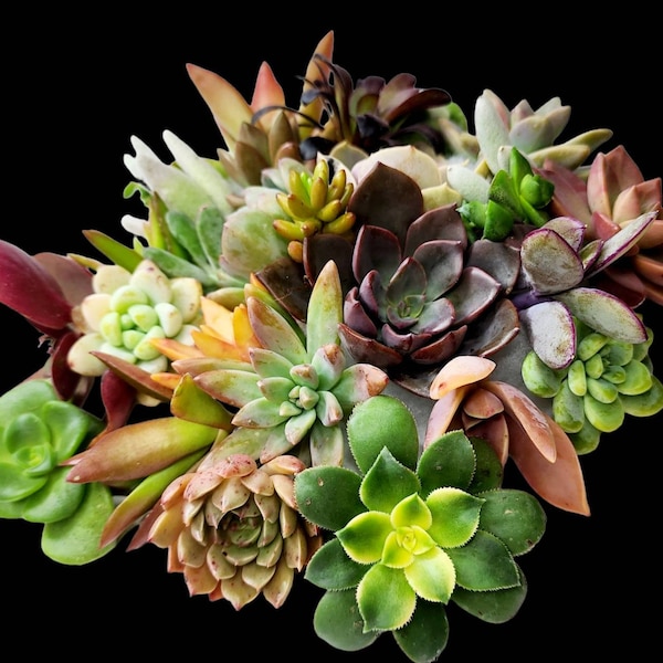 Assorted Succulent Cuttings