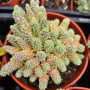 Sedum Dasyphyllum Major Live Succulent in Full 4 Inch Pot Easy Care Plant Rare Succulent Gift for Her Miniature Succulent Favor Home Decor