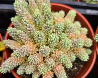 Sedum Dasyphyllum Major – Rare Groundcover Succulent in 4" Pot